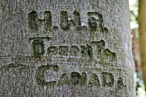 Tree Carving